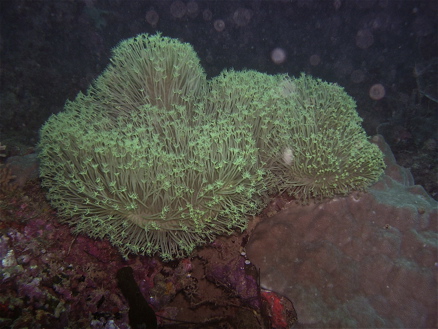 Mayotte plongée