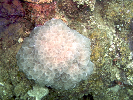 Mayotte plongée