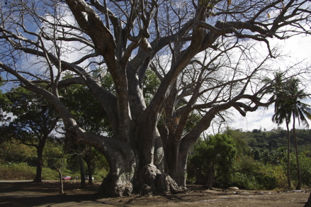 Baobab Baobab