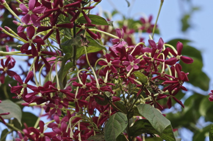 Quisqualis indica Quisqualis indica