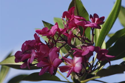 fleurs du Frangipanier