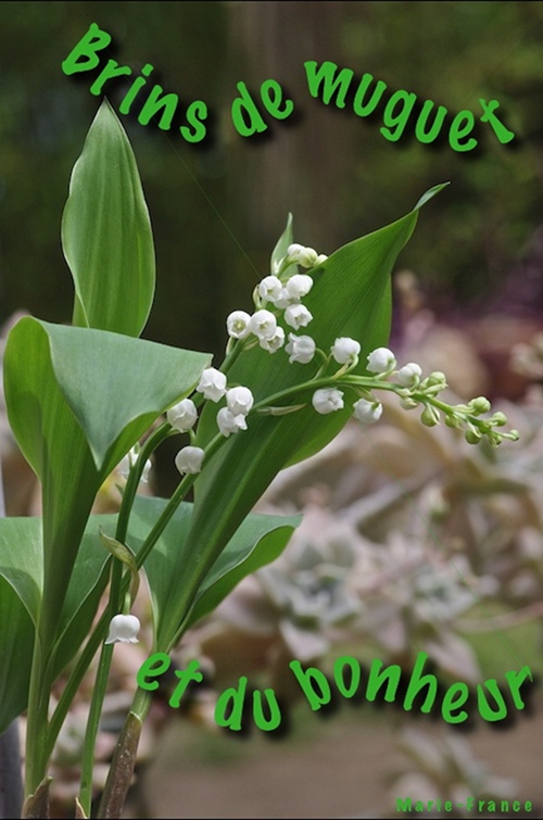 Muguet