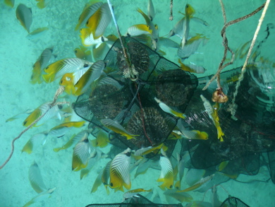 huîtres greffées et poissons-papillons huîtres greffées et poissons-papillons