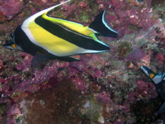 zancle