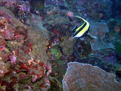 zan