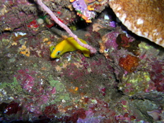 peaucitron
