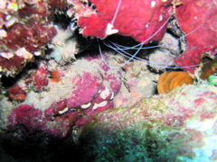 crevette