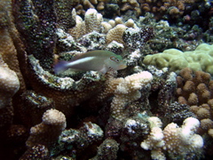 fauconannele