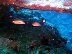 lutjans