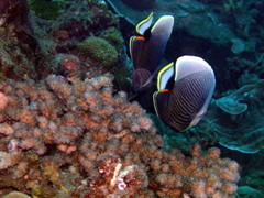 chaetodon