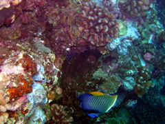 angempereur