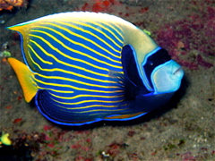 empereur