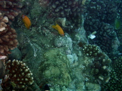 angecitron