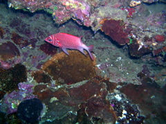ecureuil