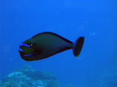 nasbleu