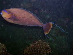 marron