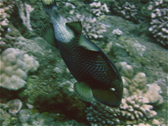 bal