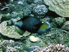 balistecoraux