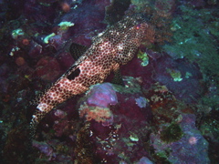 rayonmiel