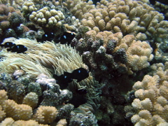 juveniles