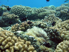 coralien