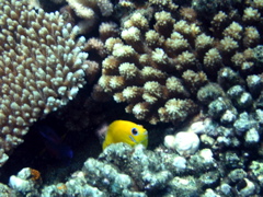 poissonange