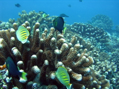 chaetodon