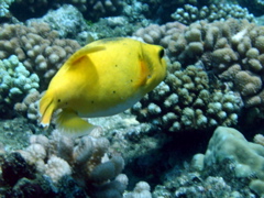 jaune