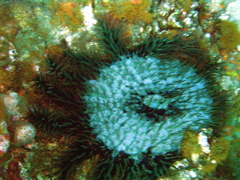 etoilebis