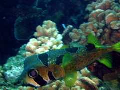 diodon