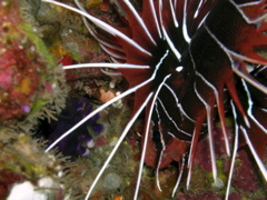 radiata