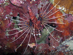 antennata