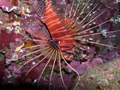pterois