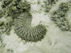 ananas