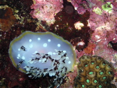 nudi