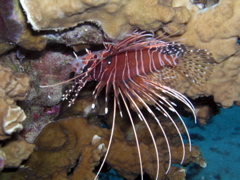 pterois