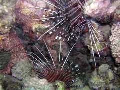 pteroisbis