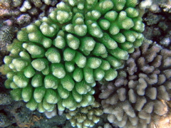 corail