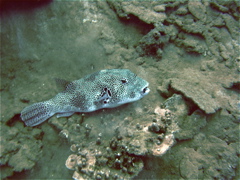 trodon
