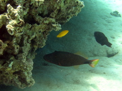 male