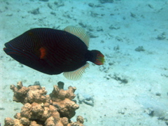 femelle