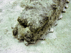 holotete