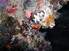 nudi