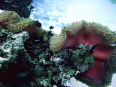 anemone