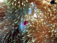 bouche