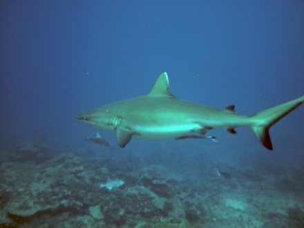 requin gris de récif, dec 2009 requin gris de récif