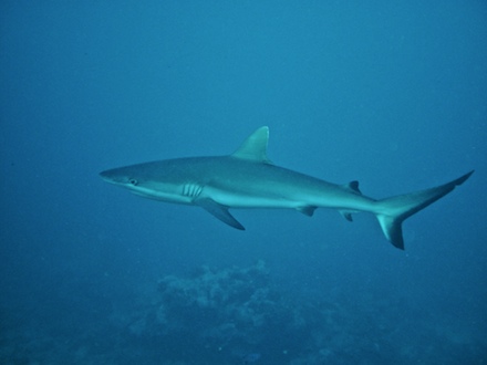 requin gris de récif, dec 2009 requin gris de récif