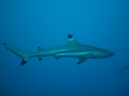 requin pointe noire, dec 2009 requin pointe noire