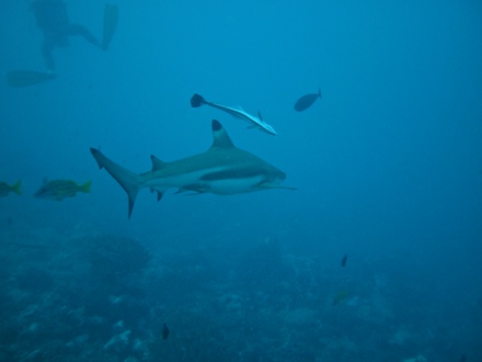 requin pointe noire, dec 2009 requin pointe noire