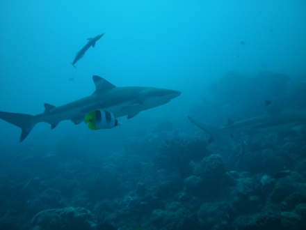 requin pointe noire, dec 2009 requin pointe noire